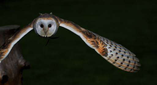 Barn Owl silent flight and super hearing