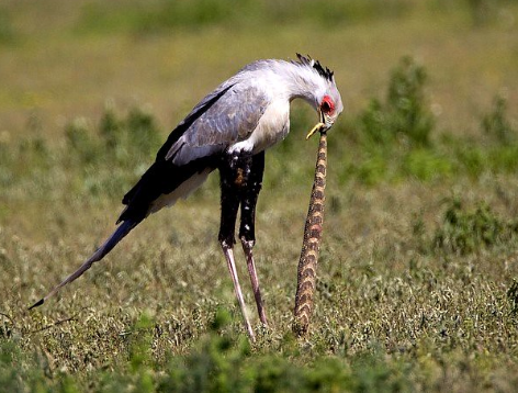 Secretary Bird hunting snakes on African savannas
