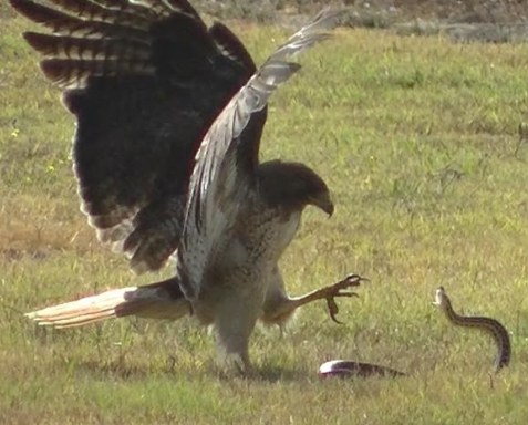 Birds of prey versus snakes in the wild