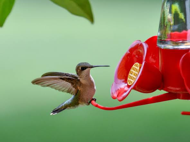 Hummingbird flight secrets and nectar feeding