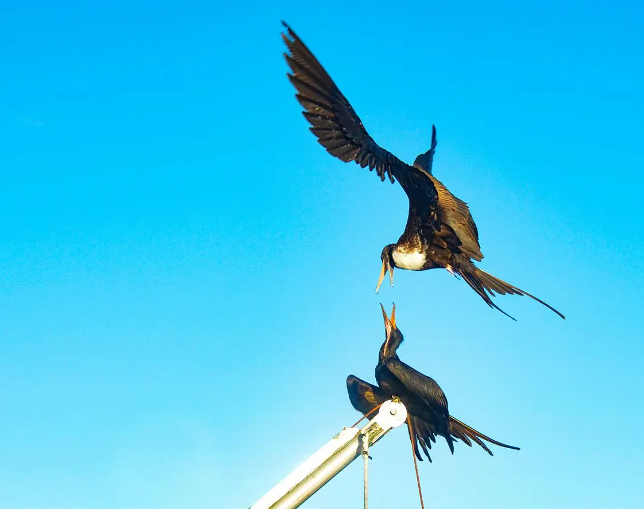Frigatebird aerial pirates of the tropical seas