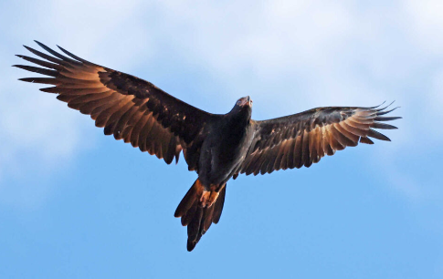 Wedge-Tailed Eagle of the Australian outback