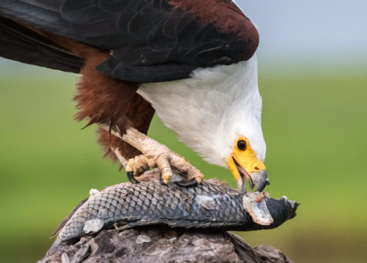 African Fish Eagle hunting along rivers
