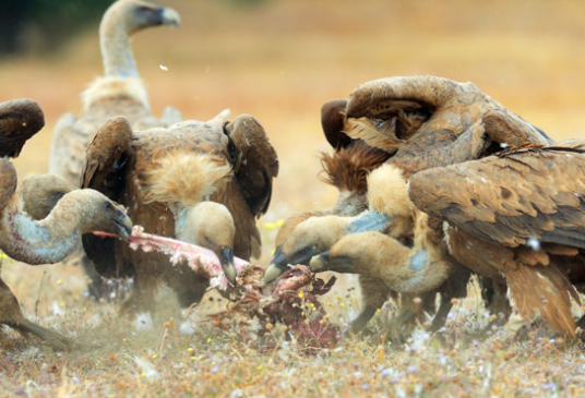 Vultures as nature’s cleanup crew