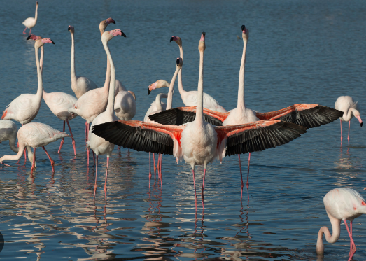 Flamingo colonies and dramatic courtship displays