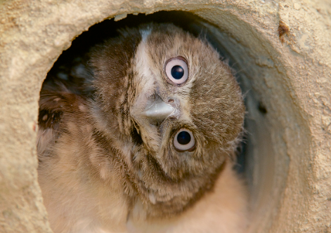 Burrowing Owl life underground