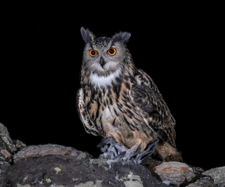 Eurasian Eagle-Owl giant owl of the night