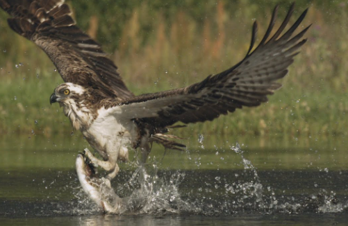 Osprey fishing dives in slow motion