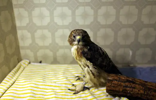 Red-Tailed Hawk urban survival stories