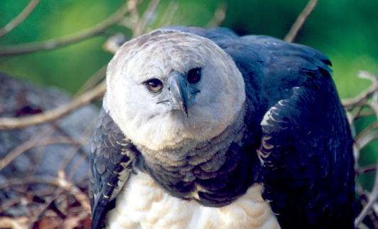 Harpy Eagle rainforest predator documentary