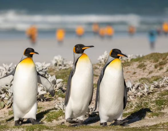 King Penguin colony life on remote islands