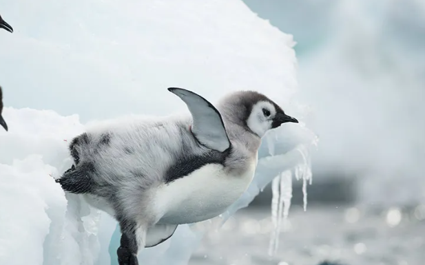 Emperor Penguin survival in Antarctic winter