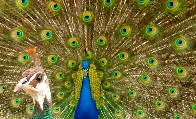 Peacock mating displays and colorful feathers