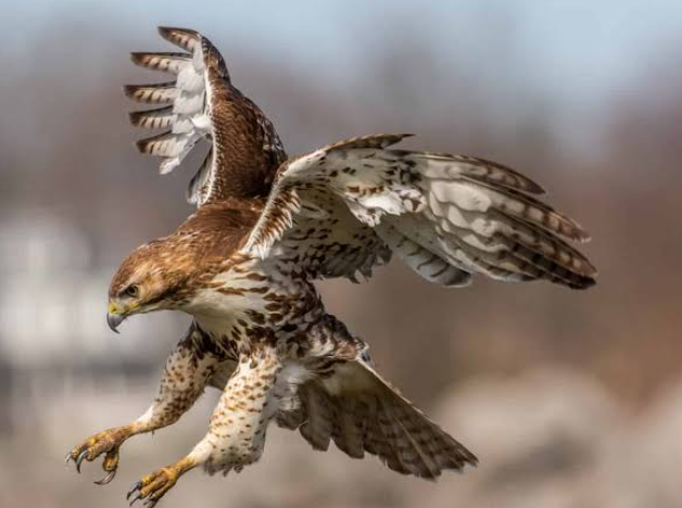 Raptor eyesight and how they spot prey