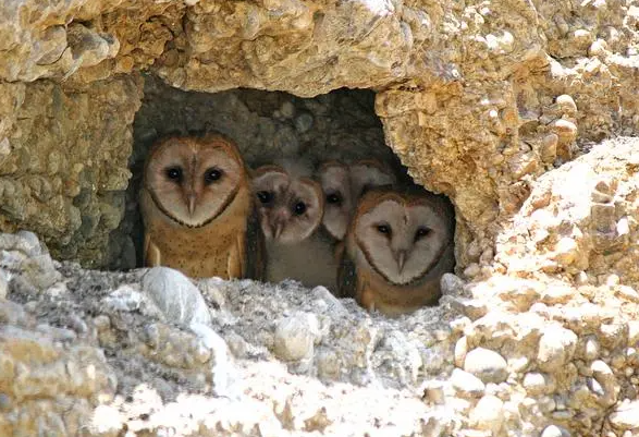 Owls raising young inside hidden nests