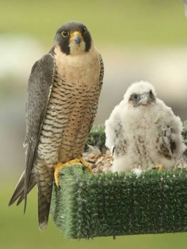 Falcon chicks learning to hunt