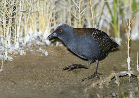 Rare birds filmed in remote wilderness