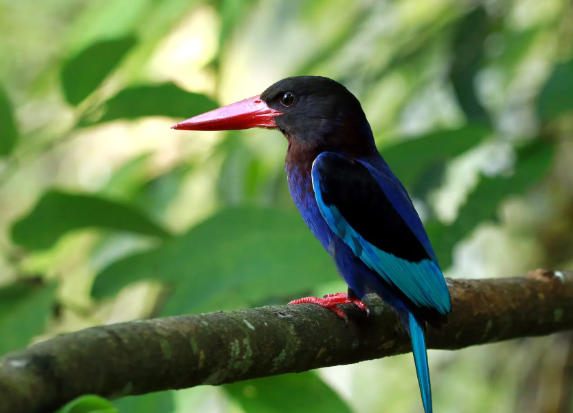 Iconic birds of the Amazon rainforest