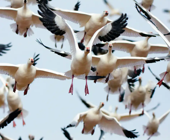 Bird migration journeys across continents