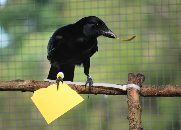 Ravens and crows using tools in the wild