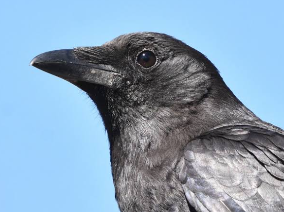 Most intelligent birds and problem solving