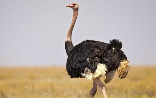 Largest flying birds on Earth