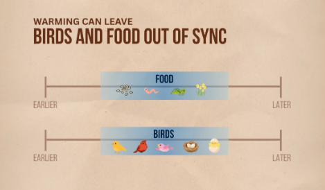Bird migration dangers and survival odds