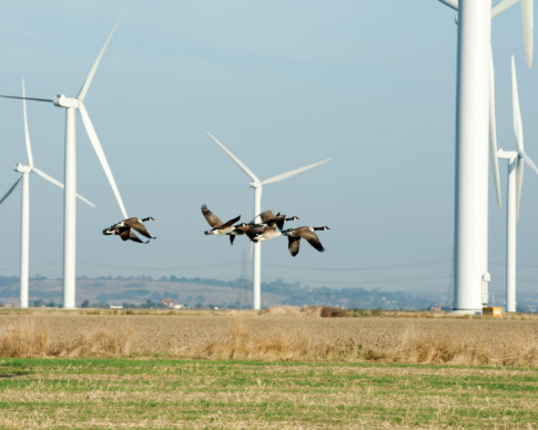 Raptors and wind turbine conservation challenges