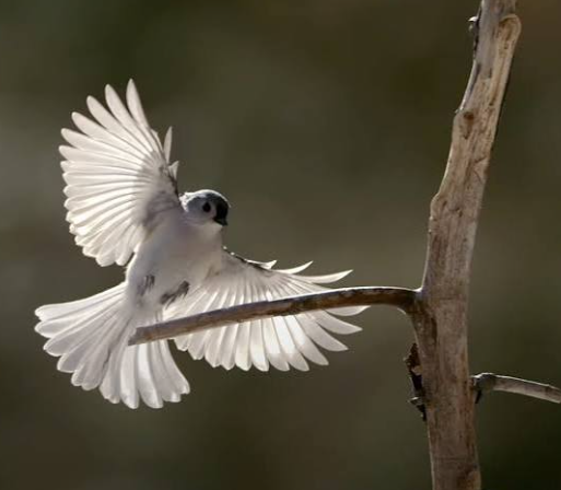 Birds of prey in slow-motion flight documentaries