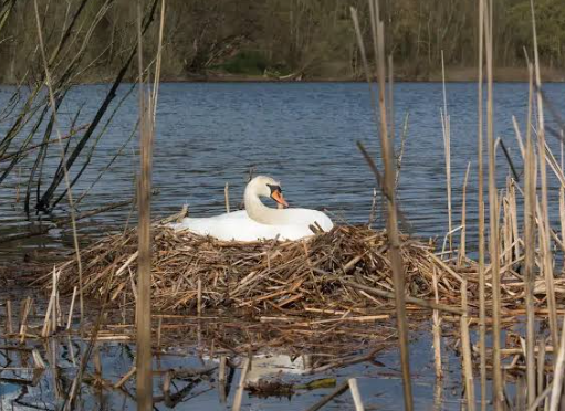 Swans territorial behavior during nesting season