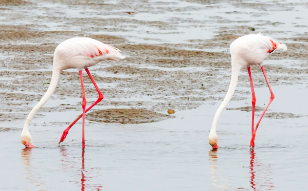 Flamingo feeding behavior in shallow lakes