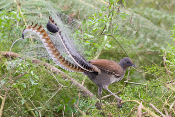 Lyrebird mimicry in Australian forests
