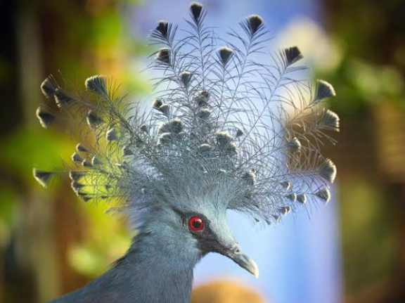 Birds with the most beautiful plumage