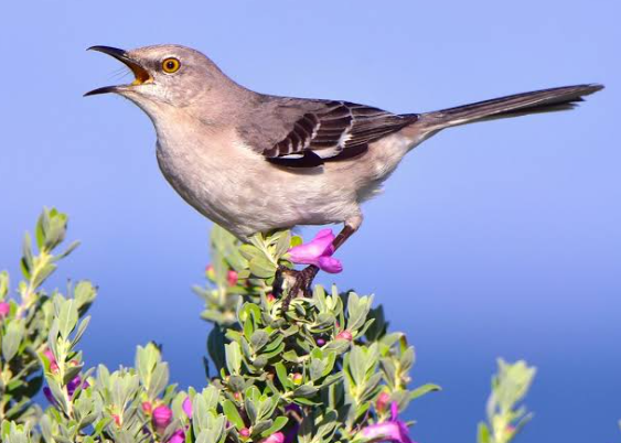 Birds with strange calls and vocal mimicry