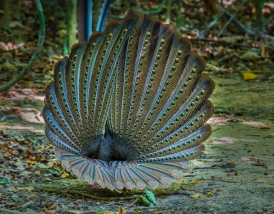 Bird courtship dances in the wild