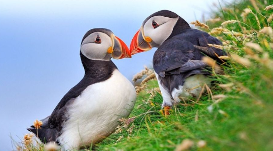 Birds that mate for life in the wild