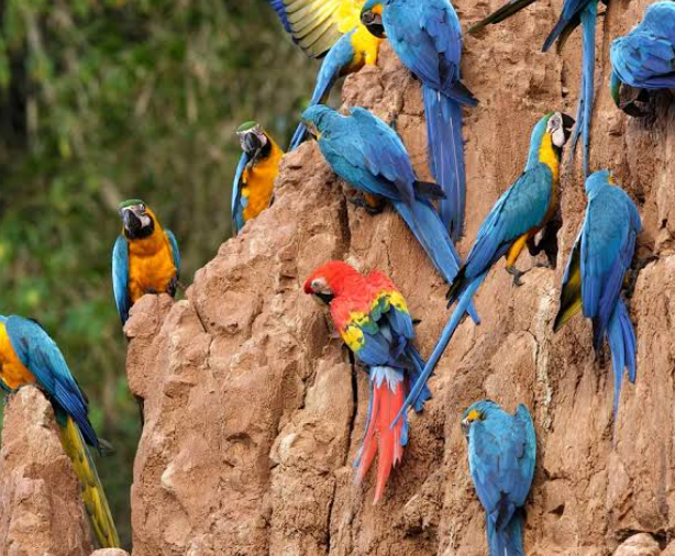 Macaws gathering at clay licks