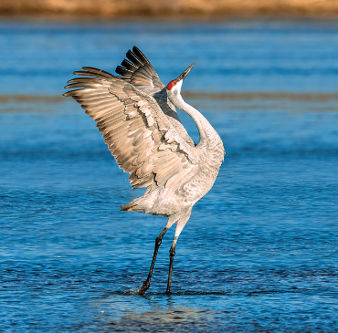 Cranes dancing during courtship season