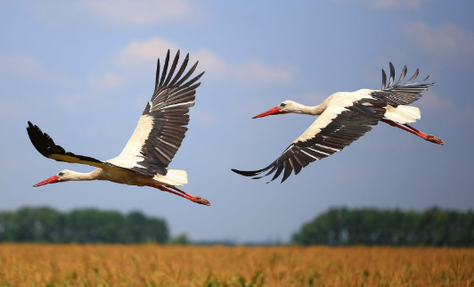 Storks and cranes on long migration routes