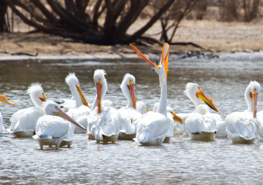 Pelicans hunting fish in coordinated groups