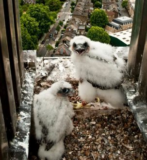 Peregrine Falcons in modern cities