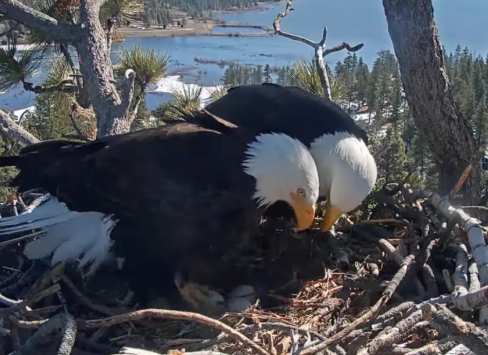 Bald Eagle nest cameras and chick development
