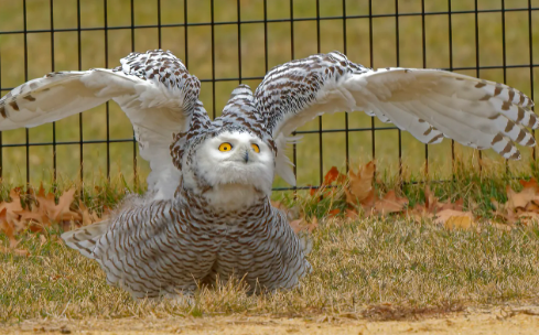 City owls adapting to human environments