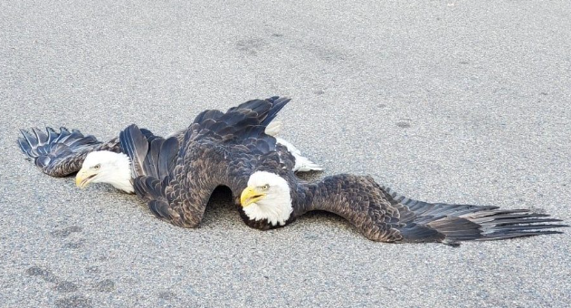 Eagle territorial battles caught on camera