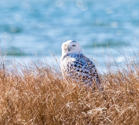 Snowy Owl winter migration irruptions