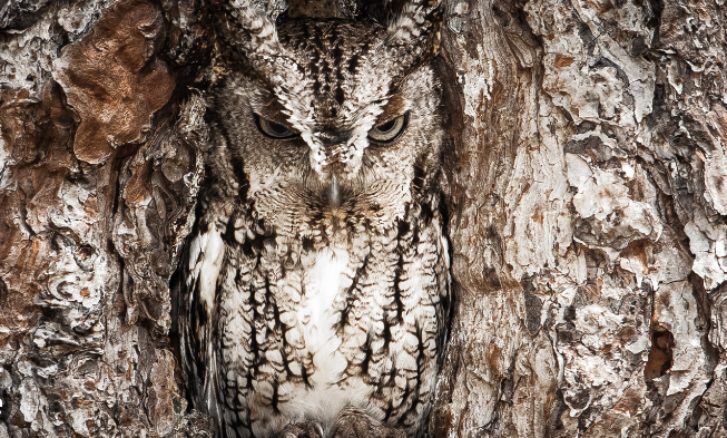 Owl camouflage secrets in forests