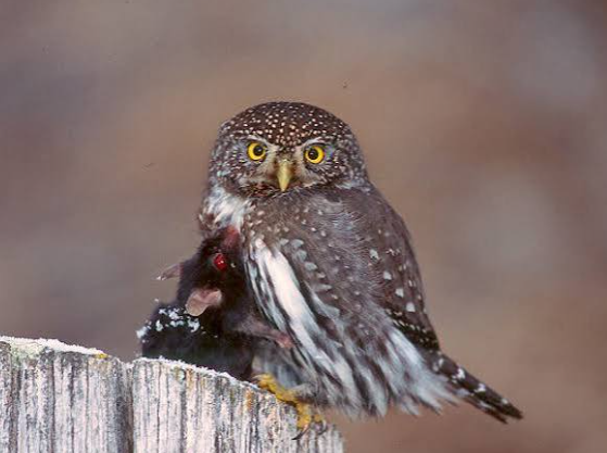 Owls of the world and their hunting styles