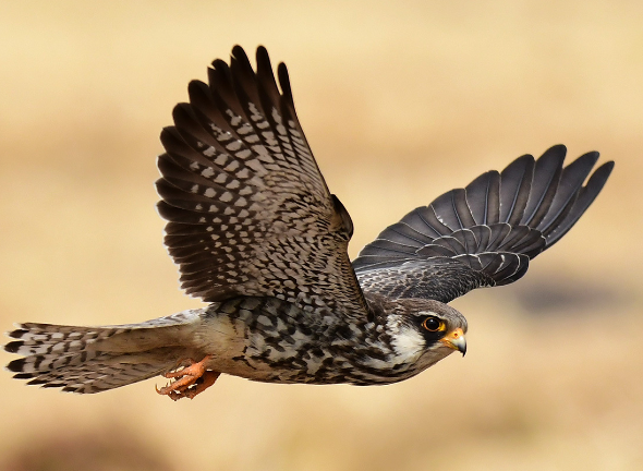 Birds of prey in desert ecosystems