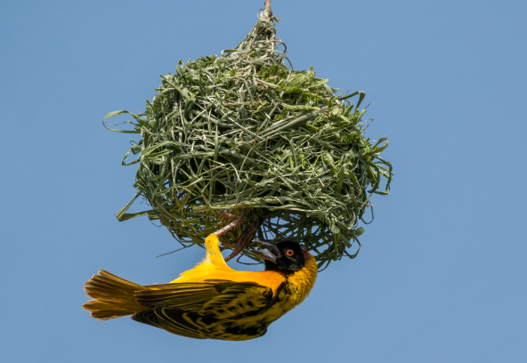 Weaver birds creating hanging nest colonies