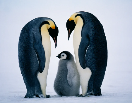 Penguin parenting roles in extreme cold